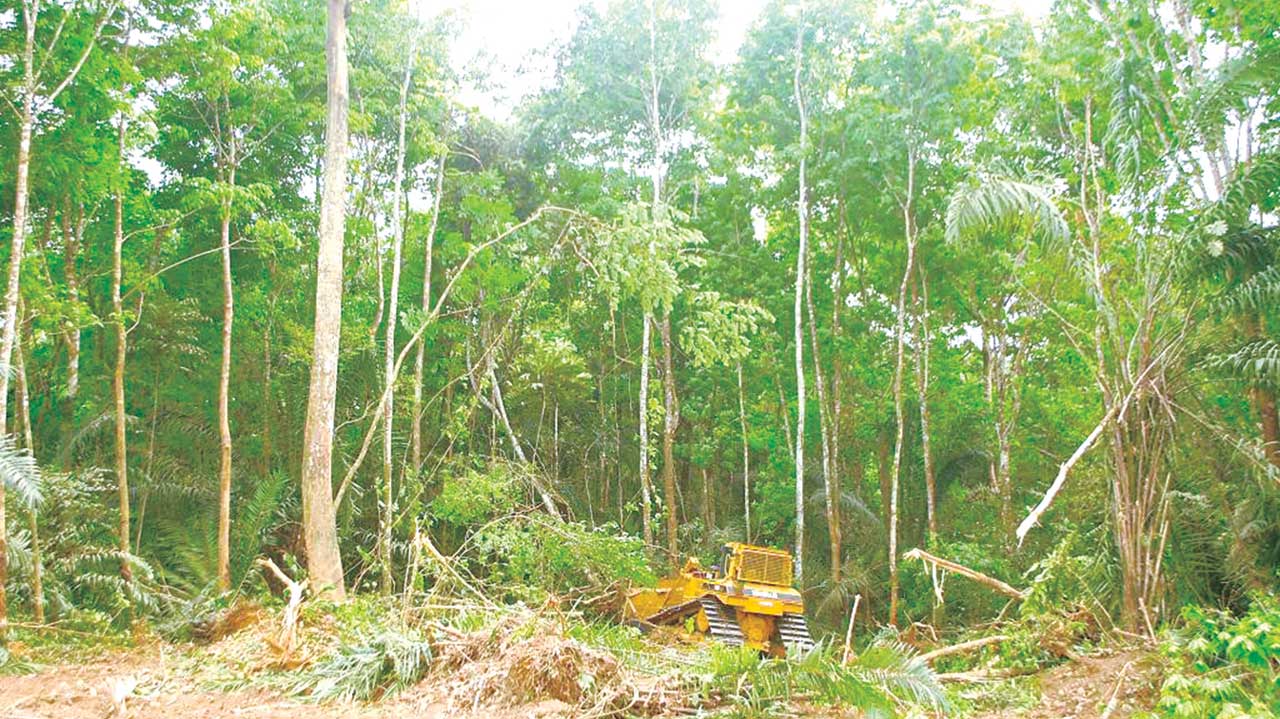 World Bank urges Nigeria to protect forest