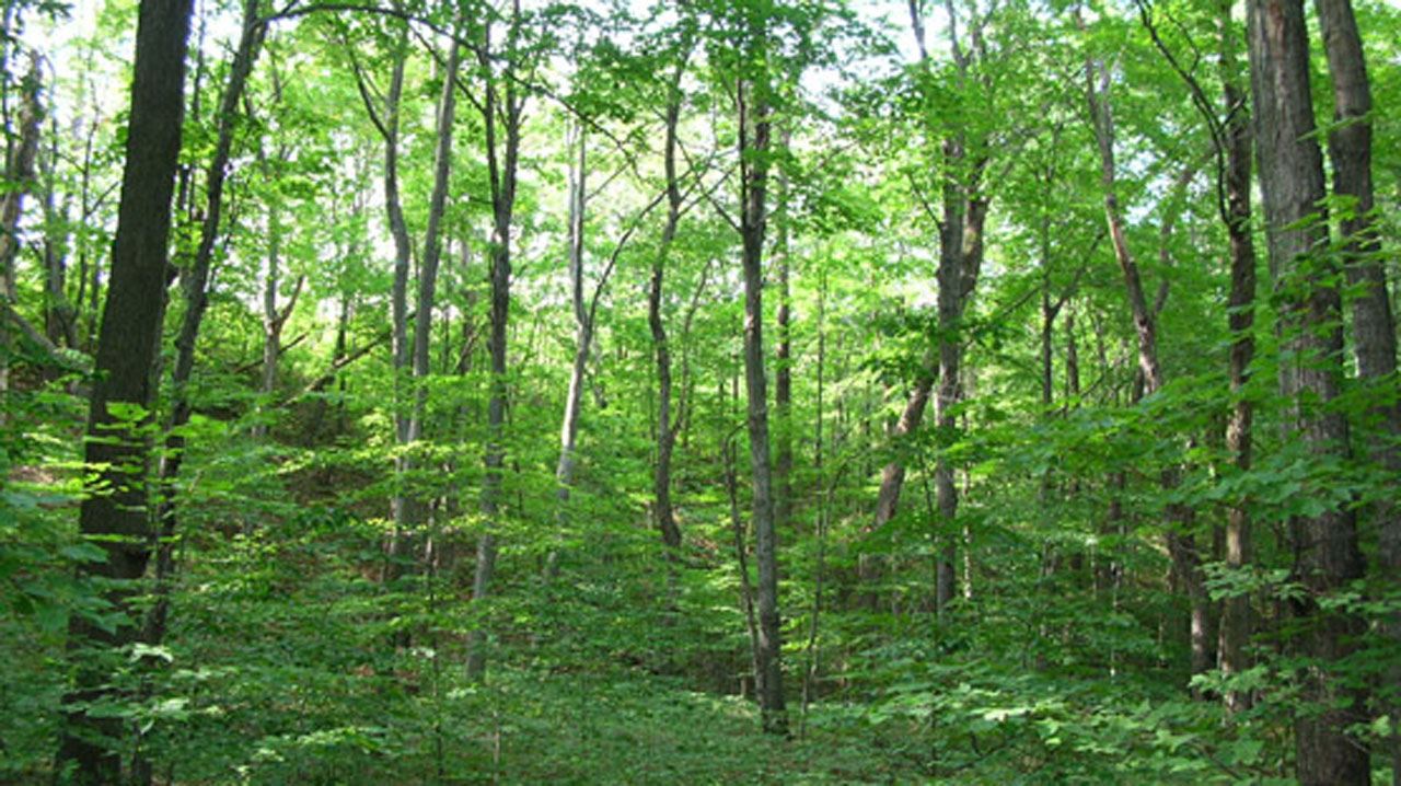 World Bank extends $3.8m forest carbon facility to Nasarawa, Ondo