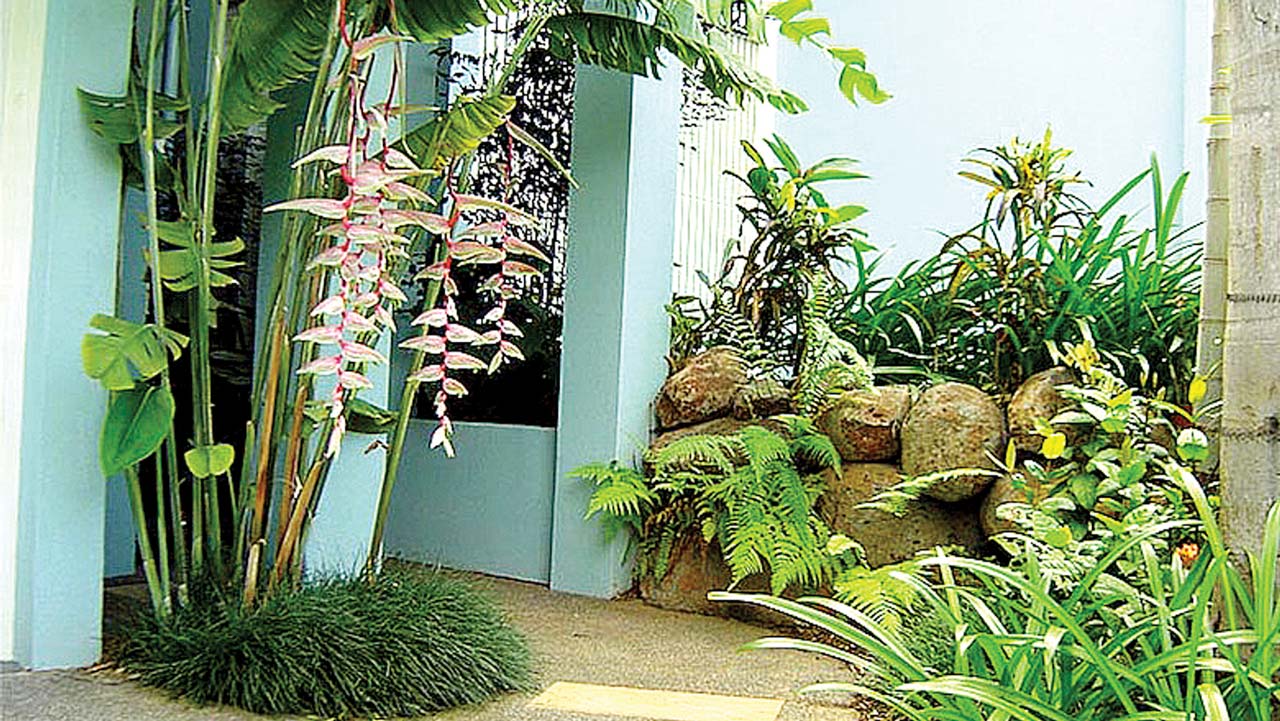 Tropical garden in any space or climate
