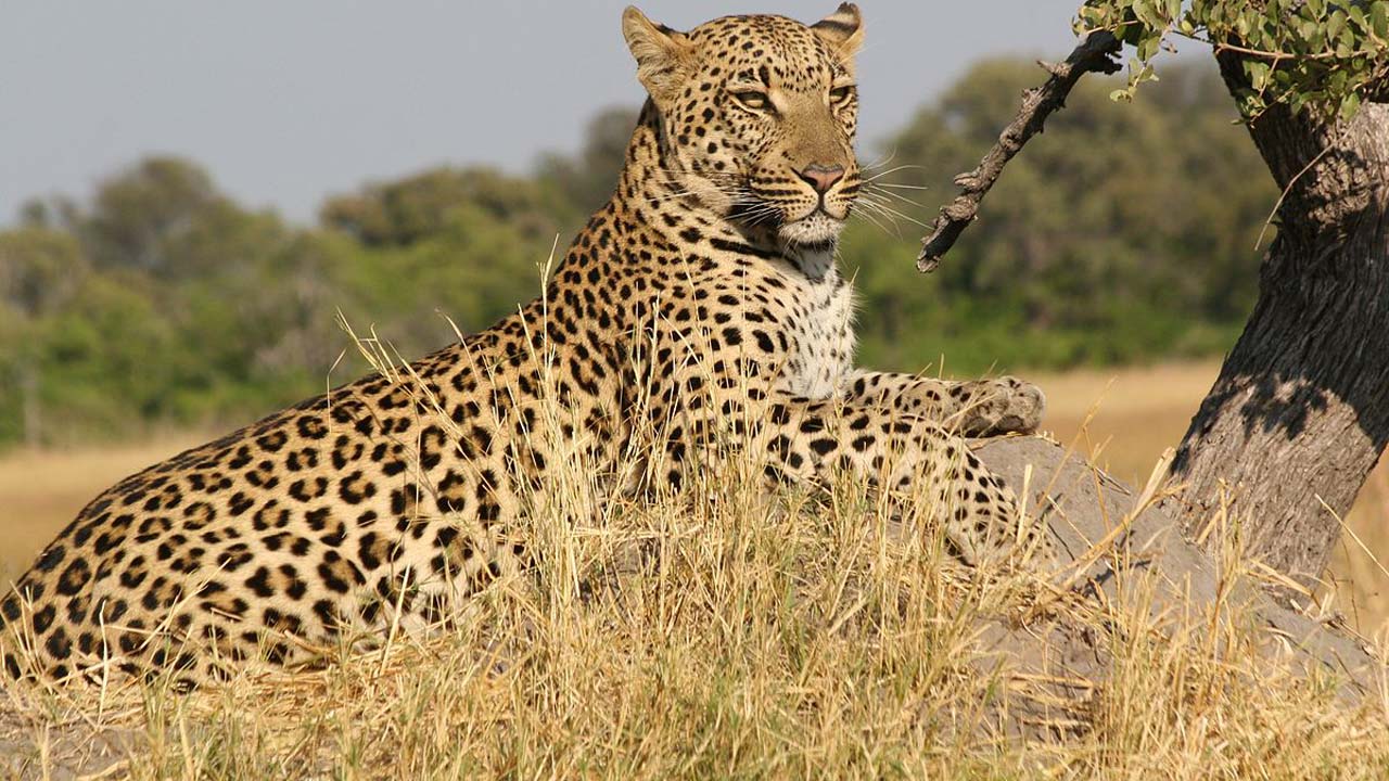 African_Leopard_5.jpg