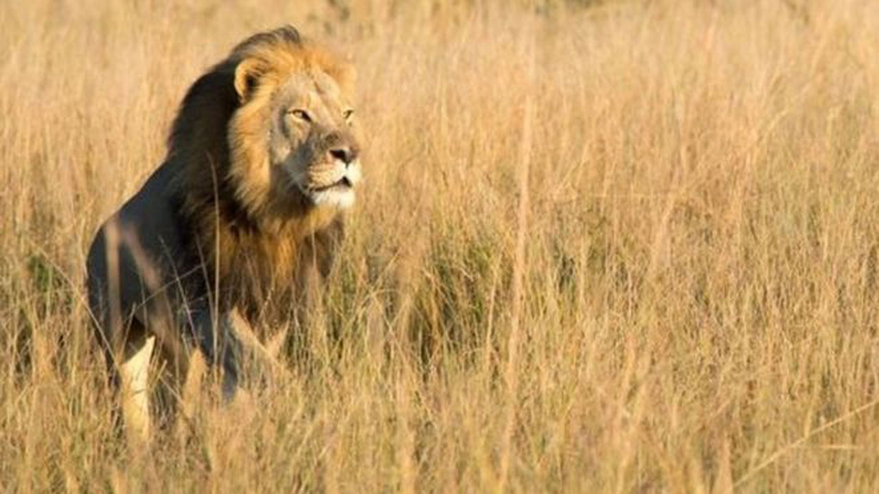 CMS, CITES join forces to protect Africa’s carnivores